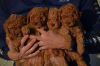 Additional photos: Mini Poodle, red and apricot colors