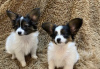 Photo №2 to announcement № 99420 for the sale of papillon dog - buy in Greece private announcement, from nursery, from the shelter