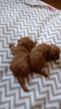 Photo №3. Toy poodle puppies (Red brown). We sell mini toy poodle puppies.. Ukraine