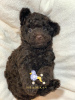 Photo №1. poodle (dwarf) - for sale in the city of Малага | 1664$ | Announcement № 32092