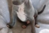 Photo №1. italian greyhound - for sale in the city of Berlin | Is free | Announcement № 126943