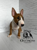 Photo №2 to announcement № 44732 for the sale of bull terrier - buy in Germany breeder