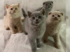 Photo №1. british shorthair - for sale in the city of Berlin | 312$ | Announcement № 24274