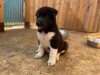Photo №1. akita - for sale in the city of Heidelberg | 549$ | Announcement № 98892