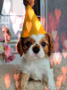 Photo №4. I will sell cavalier king charles spaniel in the city of Ханты-Мансийск. private announcement - price - negotiated