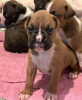 Photo №1. boxer - for sale in the city of Амерсфоорт | Is free | Announcement № 123941