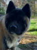 Photo №3. american akita. Poland