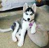 Photo №1. siberian husky - for sale in the city of Reykjavík | negotiated | Announcement № 97413