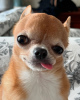 Photo №2 to announcement № 124472 for the sale of chihuahua - buy in United Kingdom breeder