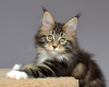 Photo №3. Black Tabby Kitty X'Perssia. Russian Federation