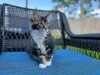 Photo №1. maine coon - for sale in the city of West Palm Beach | 400$ | Announcement № 118293