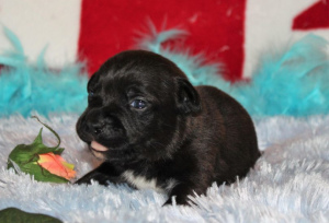 Photo №2 to announcement № 861 for the sale of staffordshire bull terrier - buy in France breeder