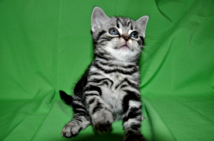 Photo №2 to announcement № 2627 for the sale of american shorthair - buy in Russian Federation from nursery