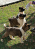 Photo №4. I will sell american akita in the city of Loznica.  - price - 528$