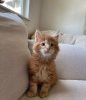 Photo №1. maine coon - for sale in the city of New York Mills | 260$ | Announcement № 83674