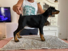 Photo №1. dobermann - for sale in the city of Novi Bečej | negotiated | Announcement № 113503