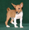 Photo №1. basenji - for sale in the city of Helsinki | negotiated | Announcement № 123581