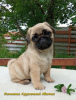 Photo №1. pug - for sale in the city of Kharkov | 594$ | Announcement № 11126