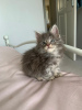 Photo №2 to announcement № 66305 for the sale of maine coon - buy in Germany private announcement, from nursery