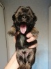 Additional photos: Purebred Shih Tzu puppies.