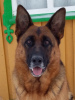 Photo №1. german shepherd - for sale in the city of Коноша | negotiated | Announcement № 9628