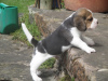 Photo №1. beagle - for sale in the city of Дублин | 264$ | Announcement № 117837