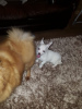 Photo №2 to announcement № 10966 for the sale of pomeranian - buy in Finland 