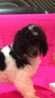 Additional photos: Toy Poodle Harlequin