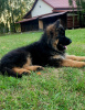 Photo №3. Long-haired German Shepherd puppies. Poland