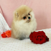Photo №2 to announcement № 7712 for the sale of pomeranian - buy in Russian Federation breeder