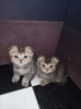 Photo №2 to announcement № 82692 for the sale of scottish fold - buy in Russian Federation breeder