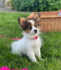 Photo №3. 1 male and 1 female papillon for sale beautiful tri colour markings. Sweden