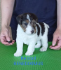 Photo №2 to announcement № 11455 for the sale of wire fox terrier - buy in Belarus from nursery, breeder