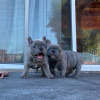 Photo №1. french bulldog - for sale in the city of Helsinki | negotiated | Announcement № 83019