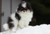 Photo №1. pomeranian - for sale in the city of St. Petersburg | 1302$ | Announcement № 95029