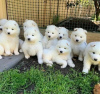 Photo №1. samoyed dog - for sale in the city of Belfast | 475$ | Announcement № 75576