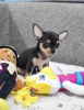 Photo №2 to announcement № 109957 for the sale of chihuahua - buy in Czech Republic 