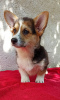 Photo №3. CORGI WELSH PEMBROKE puppies for sale. Serbia