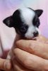 Photo №4. I will sell chihuahua in the city of Belgrade.  - price - negotiated