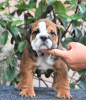 Photo №3. English Bulldog puppies. Hungary