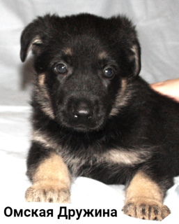 Photo №2 to announcement № 5083 for the sale of east-european shepherd - buy in Russian Federation from nursery