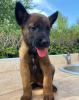 Additional photos: Malinois puppies