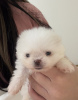 Additional photos: Super tiny snowballs Pomeranians