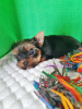 Photo №3. Yorkshire Terrier. Yorkshire terrier puppies from purebred parents.. Georgia