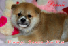 Photo №2 to announcement № 42489 for the sale of akita - buy in Ukraine breeder