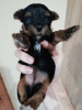 Additional photos: Yorkie/Kawaiiork puppies