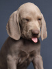 Photo №4. I will sell weimaraner in the city of St. Petersburg. from nursery, breeder - price - 651$