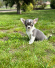 Photo №2 to announcement № 105279 for the sale of chihuahua - buy in Germany breeder