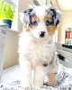 Photo №1. australian shepherd - for sale in the city of Warsaw | 423$ | Announcement № 101110