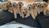 Photo №3. Amazing Litters of Golden Retriever Puppies for Sale. Germany